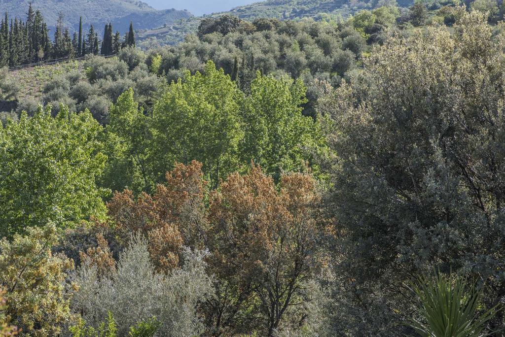 Cortijo La Vinuela Villa Atalbeitar Exteriör bild